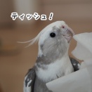 白くてふわふわなクスィー