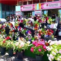 今回は、5/17(日)に「第59回〝福山ばら祭2026〟」行きのGONsanでした(^.-)☆(04)
