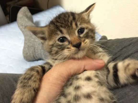 母猫と大母猫　20260413　