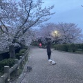 桜、桜、桜🌸そして富士山🗻