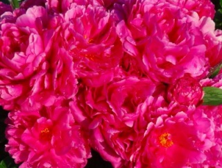 花盛り・芍薬