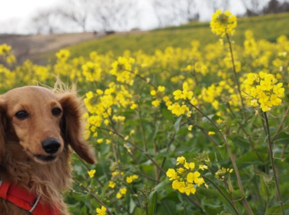 【3-3】長崎＆佐賀イベント・お出かけ情報！　3月20日（金）～26日（木）