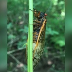 【画像】病菌が操る「ゾンビゼミ」、腹部脱落したまま飛行　交尾で感染拡大・・・