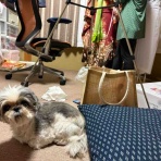 ふー と 菜種 の夢日記