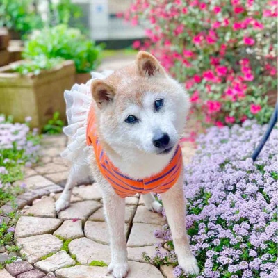 ありがとう、かぼちゃん！ : かぼすちゃんとおさんぽ。 Powered by