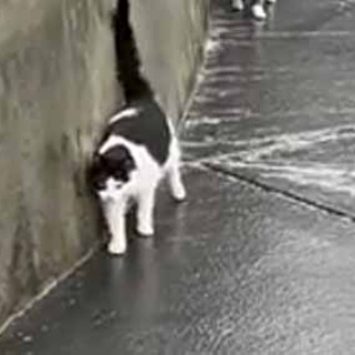 猫の動画 ねこわん！