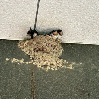 NPO犬猫みなしご救援隊・代表ブログ・みなしご庵へようこそ