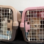 猫カフェ ねこまんまBlog