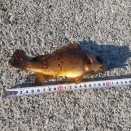 やっとマシなメバルが釣れました。-淡路島炬口漁港　2026年2月19日（木）-