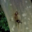撮影してて「おぉ！？」となった生き物動画