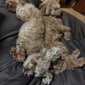 ムックの日常