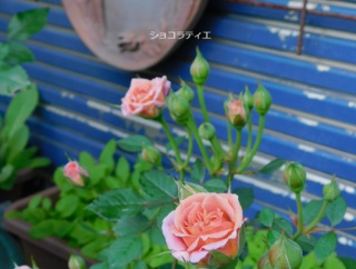 薔薇ウィーク