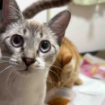 シャム系猫の視覚　20260929