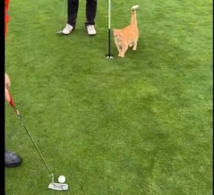 ゴルフ場に猫がいてほしくない理由…パットの瞬間に起きた悲劇