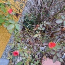 枯れ木に花