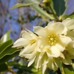 みかん農家のこだわりみかん栽培の日々