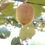 大分屋３の健康日記