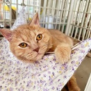 里親さんを待ってる猫たち(4/1)
