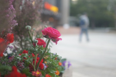 レンズ(単焦点) EBC FUJINON-W 35mm f1.9 M42 EBC FUJINON-W 35mm f1.9(M42) : 会計士によるバリューアップ クラカメ趣味