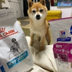 豆柴ぽんと北海道