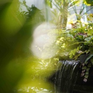 植物園で、写真の原点に立ち返った話（＆お知らせ）