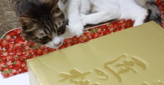 桃の香りを愛する猫。