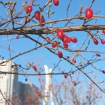 春は築地で朝ごはん