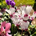 花のある暮らし