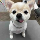 トリミングのお客様✂️