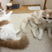 獣医さんから帰って来た猫に寄り添う猫