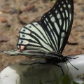 アカボシゴマダラ