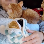 にゃんこ三昧な生活