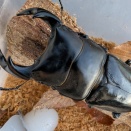 タイワンオオクワガタ南投縣