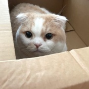 抱っこをしてほしくて順番待ちをする猫