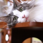 猫カフェ ねこまんまBlog