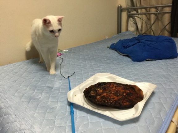 呆れるウチューネコ　20260319