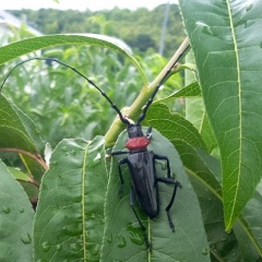 桜開花前、特定外来生物「クビアカツヤカミキリ」が急増！見つけたら捕殺