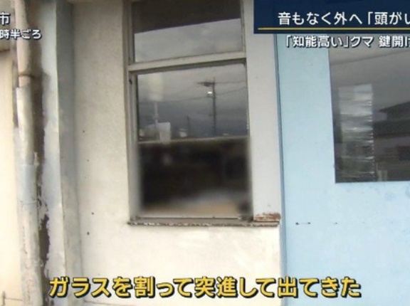 福島のクマ、蛇口ひねり水飲み、窓割らずに鍵開け逃走…麻酔銃対策の防弾チョッキも発明し着用
