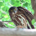 2025天然記念物大銀杏でアオバズクを撮る🦉XV（足利市鑁阿寺）