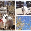 犬連れて 宝登山 スサビノテラス