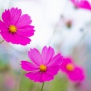 #5100 大空の青きとばりによりそひて人を思へるこすもすの花