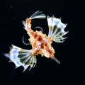 4月10日　刺激的な水中生物