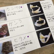 釣行口実集 夏休みの自由研究に魚の歯の標本 : blue tetristの釣りノート