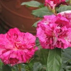 勝又壽良のワールドビュー