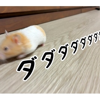 今日のプリン(3/2追記)