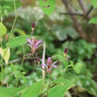 【ガーデニング】赤い実の中で季節外れの花が教えてくれるお買い物♪