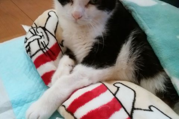ねこ 猫 ネコ好きは とまらニャィッ♪ - 肥大型心筋症