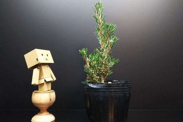 小品盆栽 千寿姫-1 八房赤松「千寿姫」 | Vintage Bonsai 〜盆栽＆北欧ヴィンテージ〜