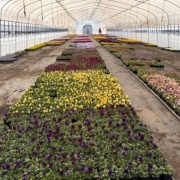 2026年由仁町の花のまつうらさん情報