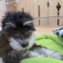 甘えん坊シュナｻﾝ🐶